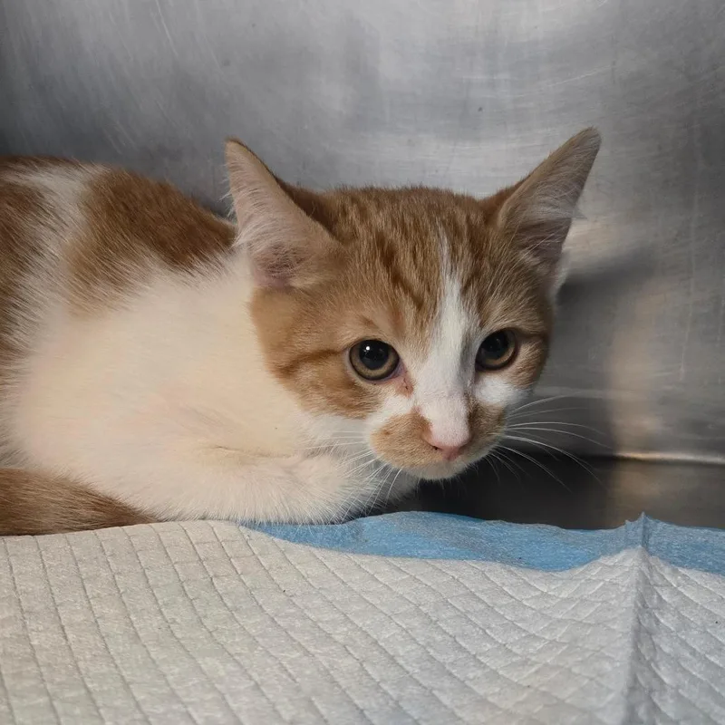 A baby small-sized male Orange / Red Domestic Medium Hair cat named Cody for adoption in San Jacinto, CA