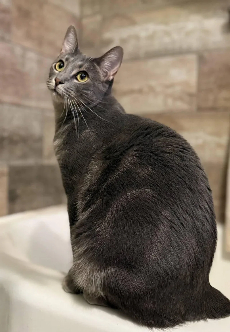 Guijarro Gris “gigi” thumbnail 2