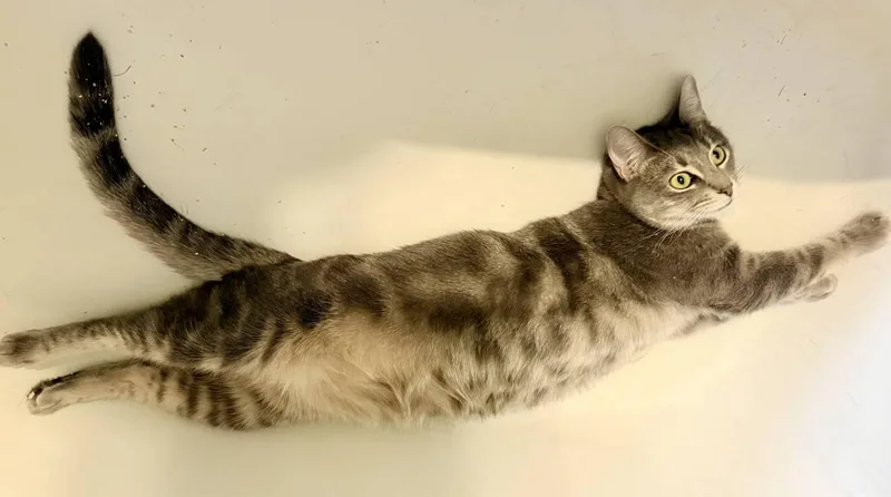 Guijarro Gris “gigi” thumbnail 3