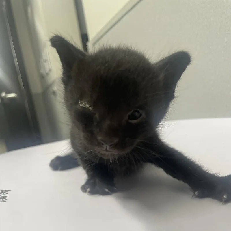 A baby small-sized female Black Domestic Short Hair cat named Vivy for adoption in Tampa, FL