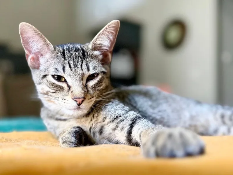 A baby medium-sized male Tabby (Gray / Blue / Silver) Domestic Short Hair cat named Grapple for adoption in Rossville, TN