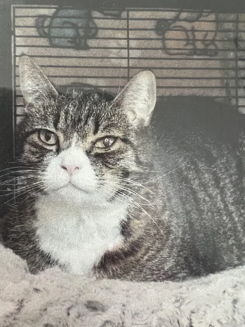 A senior medium-sized male Tabby (Brown / Chocolate) Domestic Short Hair cat named Bentley for adoption in New Windsor, NY