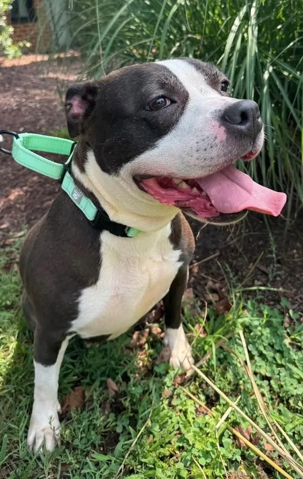 An adult medium-sized female Pit Bull Terrier dog named Piggly Wiggly for adoption in Millersville, MD