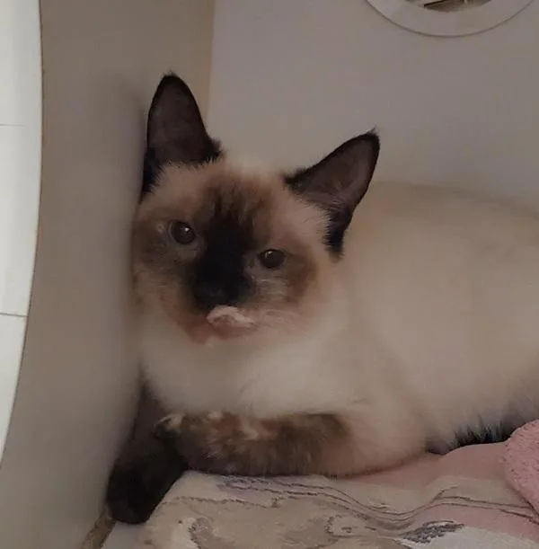 Nala