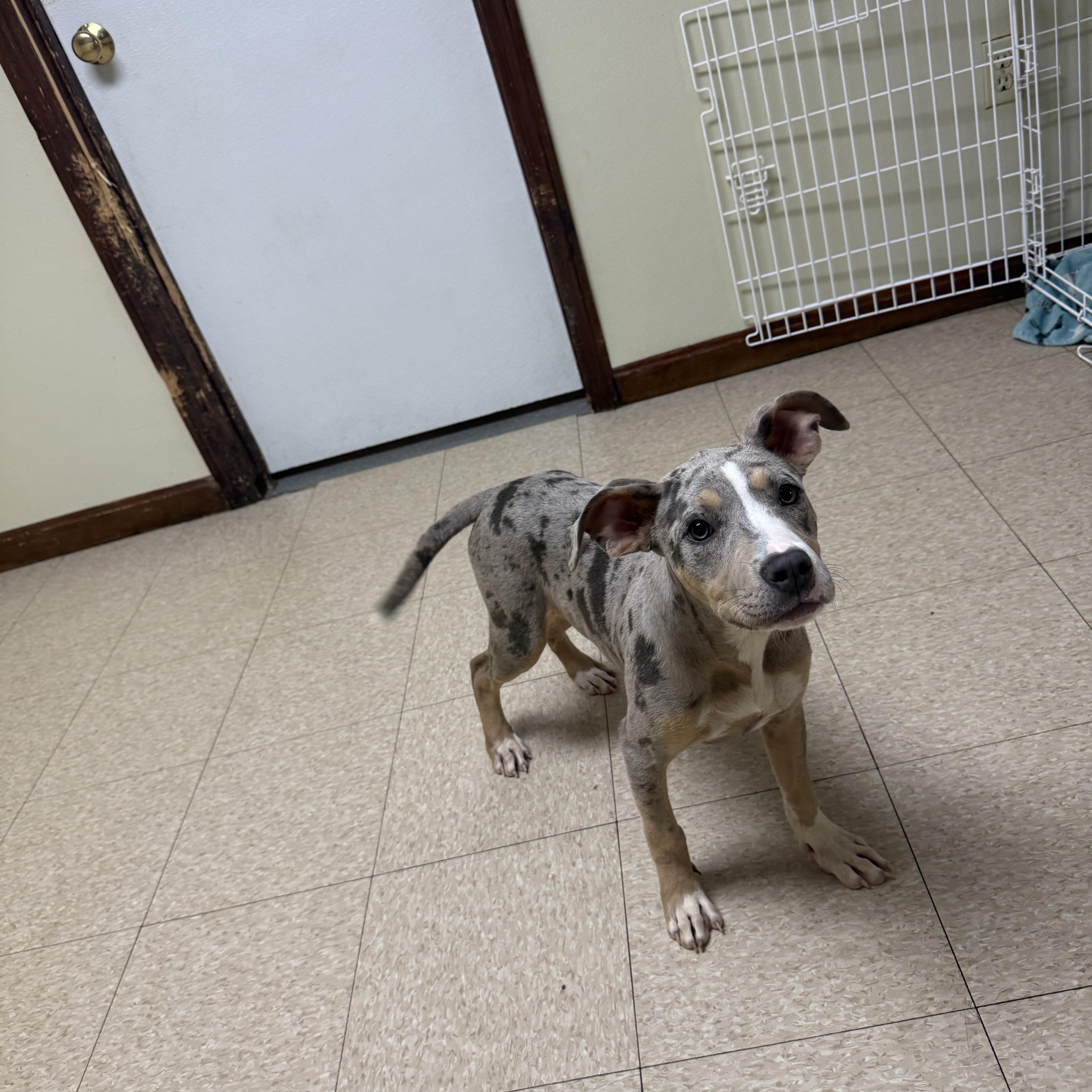 A baby medium-sized female Merle (Blue) Mixed Breed dog named Jade for adoption in Douglas, MA