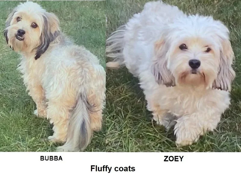 An adult small-sized male Shih Tzu dog named Bubba And Zoey for adoption in Lansing, MI
