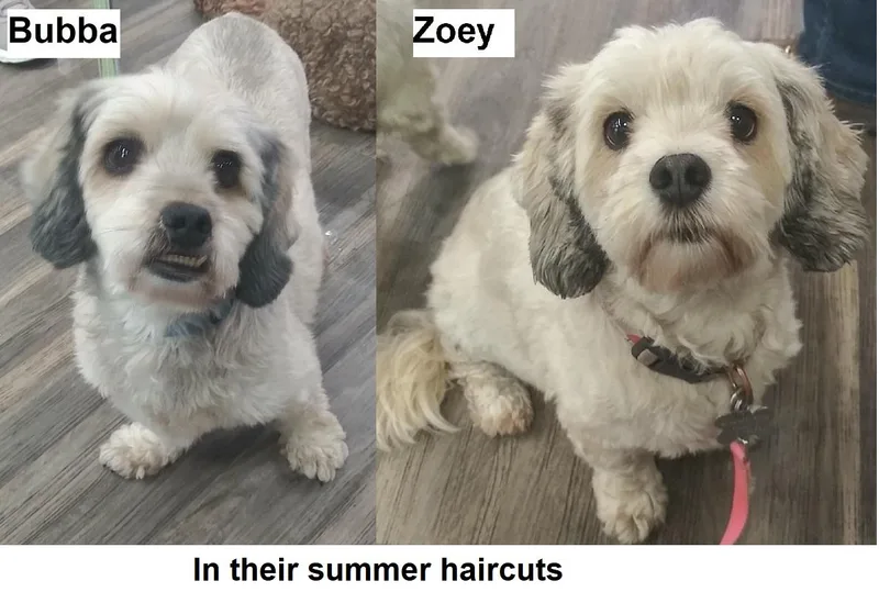 Bubba And Zoey  thumbnail 2