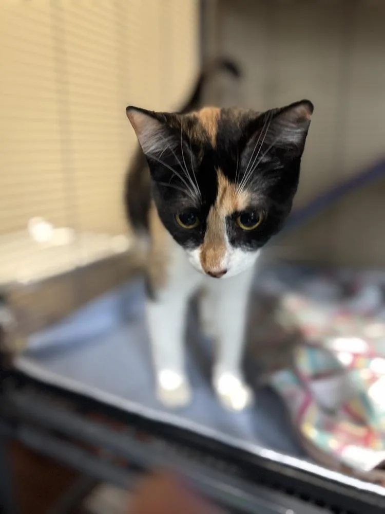 A young medium-sized female Domestic Short Hair cat named Rhaenyra for adoption in Clinton Township, MI