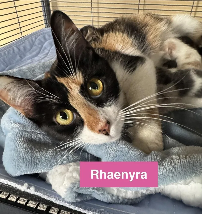 Rhaenyra thumbnail 2