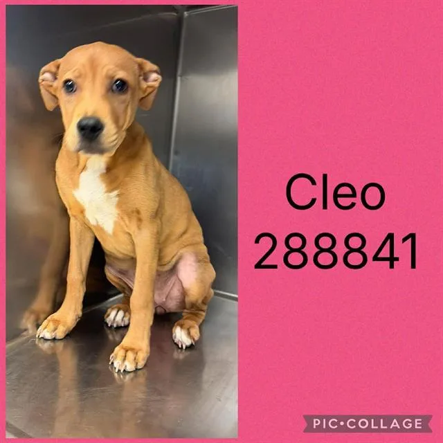 A baby small-sized female Mixed Breed dog named Cleo for adoption in Macon, GA
