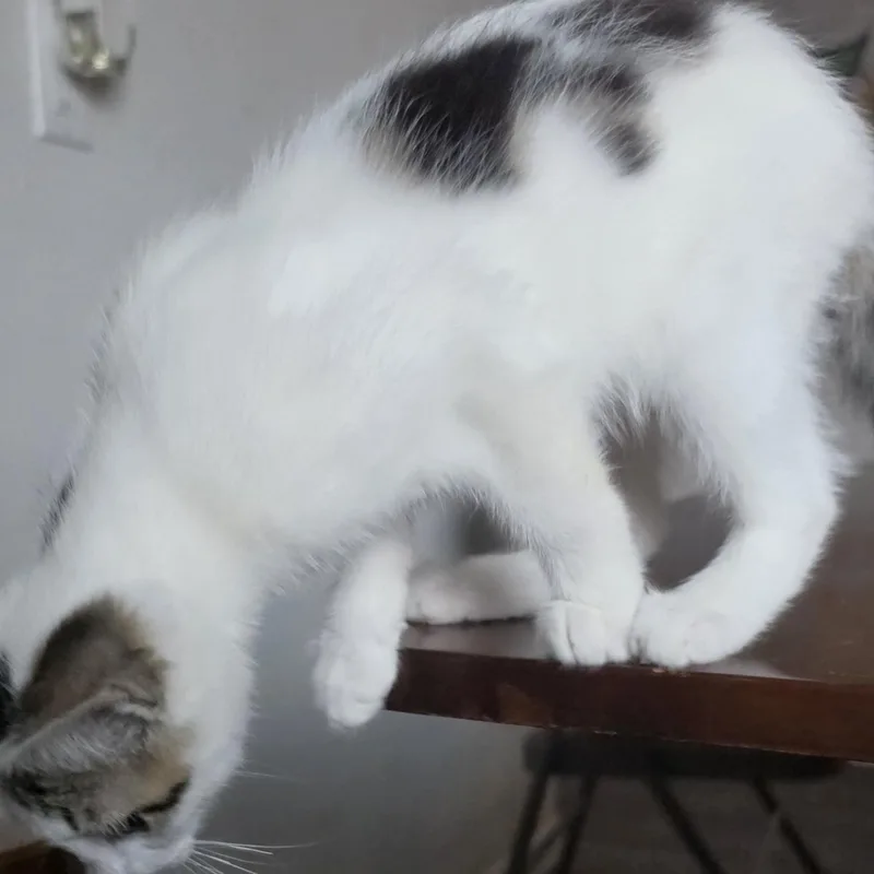 A baby medium-sized male White Domestic Short Hair cat named Ozzy for adoption in Pendleton, OR