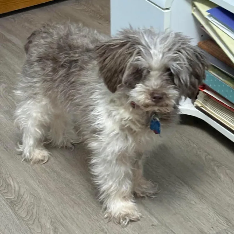 An adult small-sized female Brown / Chocolate Miniature Schnauzer dog named Missy for adoption in Minneapolis, MN