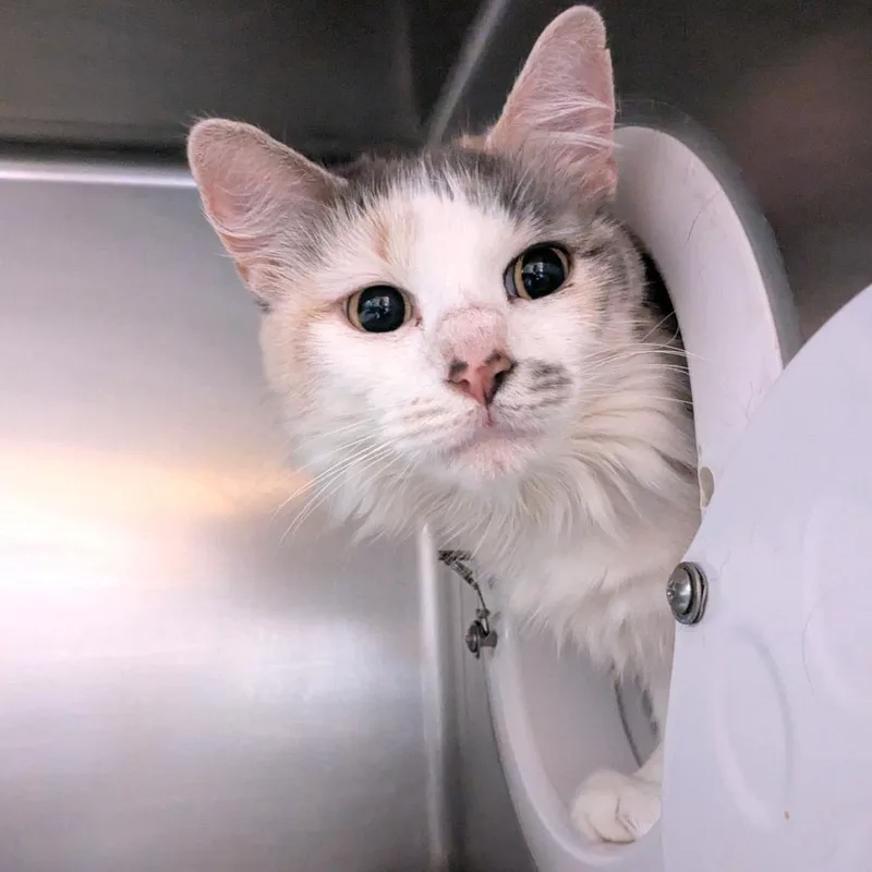 An adult medium-sized female Torbie Domestic Medium Hair cat named Laila for adoption in Providence, RI