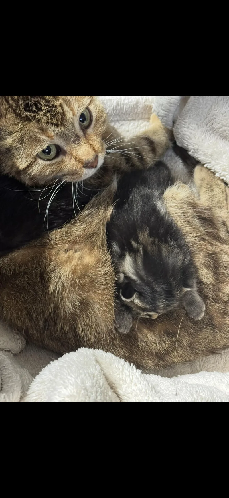 An adult medium-sized female Tabby (Brown / Chocolate) Domestic Short Hair cat named Phoebe for adoption in Rochester Hills, MI