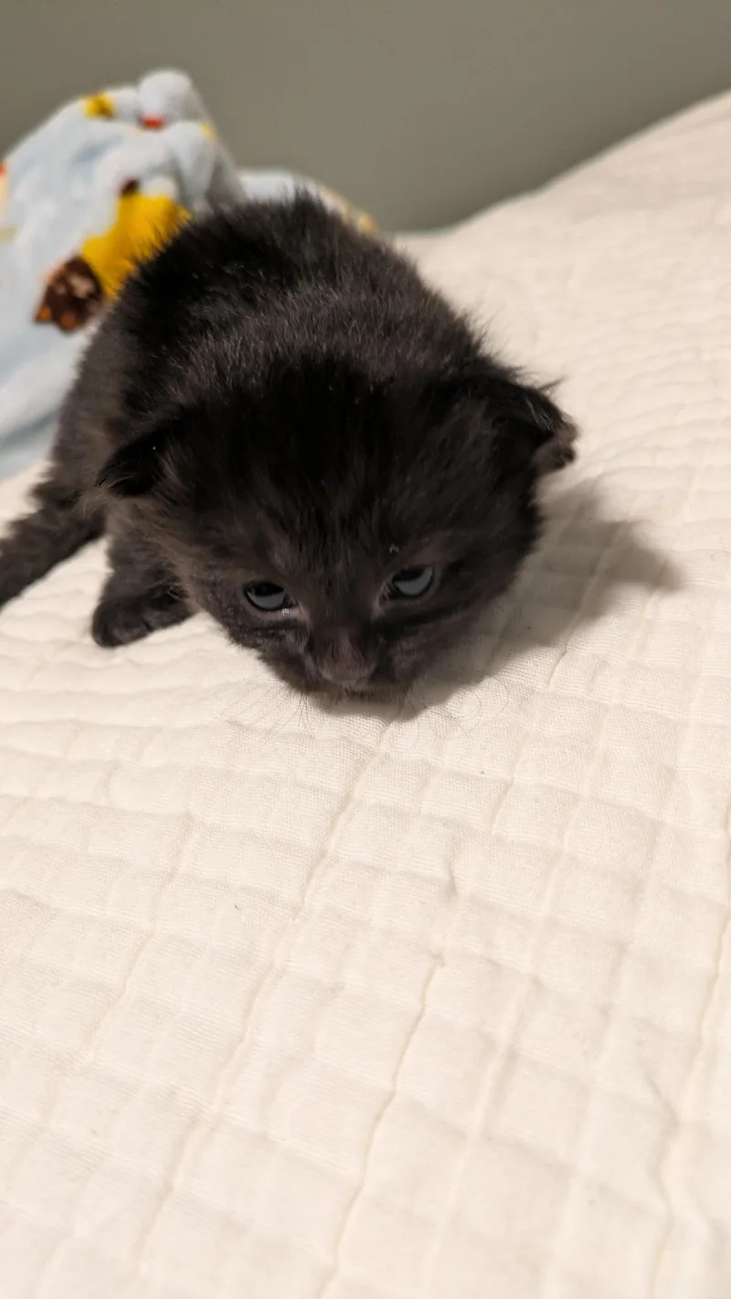 A baby medium-sized female Black Domestic Short Hair cat named Fork for adoption in Fruit Heights, UT
