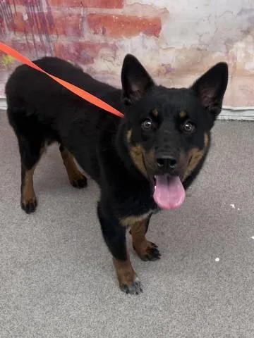 A young medium-sized female Shiba Inu dog named Marnie for adoption in San Bernardino, CA