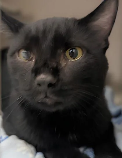 An adult large-sized male Domestic Short Hair cat named RomCom for adoption in Columbus, IN