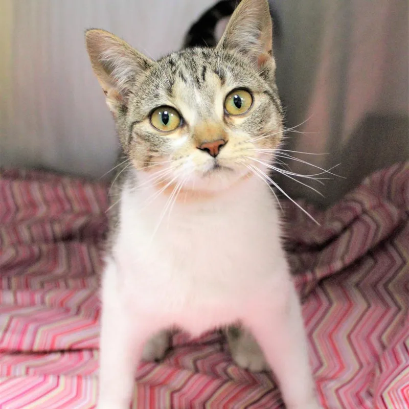 An adult medium-sized female White Domestic Short Hair cat named River for adoption in Michigan City, IN