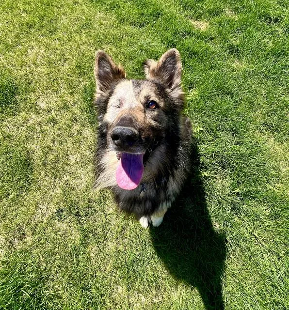 An adult large-sized male German Shepherd Dog dog named Max for adoption in Aurora, CO