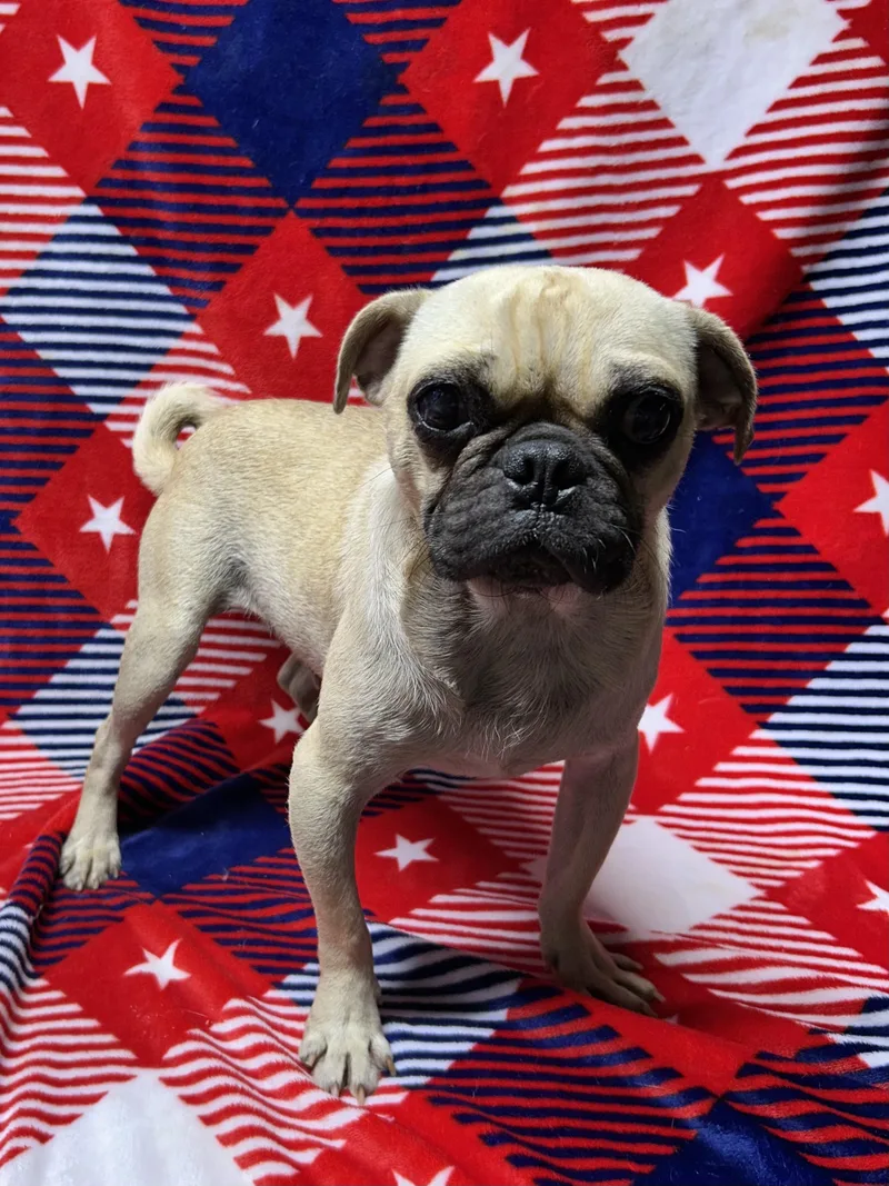 Bugsy thumbnail 2