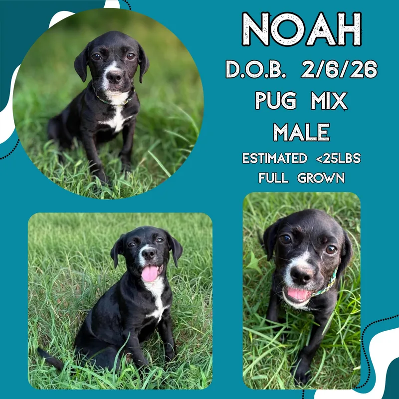 A baby small-sized male Black Pug dog named Noah for adoption in Caldwell, TX