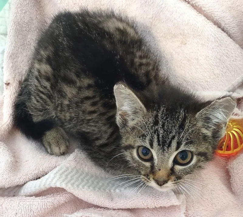 A baby medium-sized female Domestic Short Hair cat named Feleena for adoption in Albemarle, NC