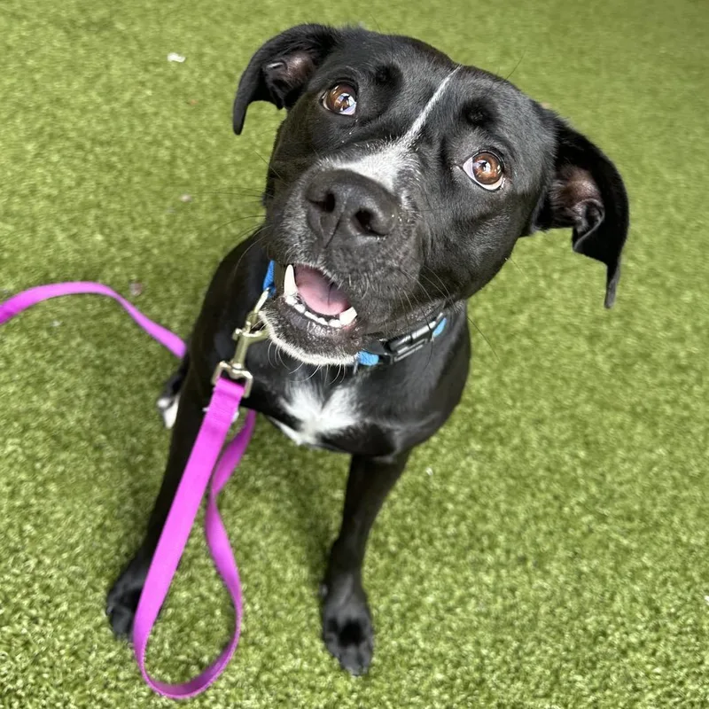 An adult medium-sized female Black Labrador Retriever dog named Gucci FKA Bumblebee for adoption in West Palm Beach, FL