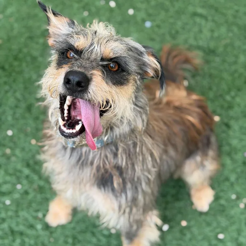 An adult medium-sized male Brown / Chocolate Border Terrier dog named Pup for adoption in New Orleans, LA