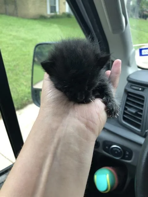 A baby medium-sized male Domestic Short Hair cat named Suga for adoption in Dallas, TX