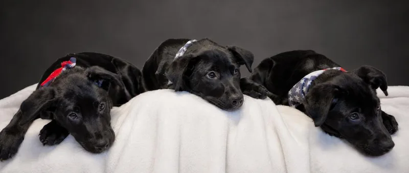 A young large-sized male Black Labrador Retriever dog named Puppies Edward Prince for adoption in Cheboygan, MI