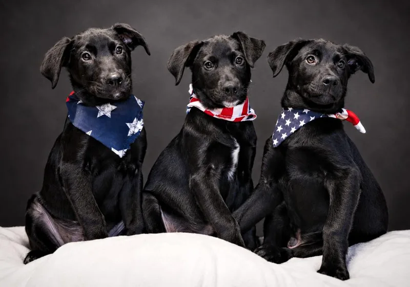 Puppies Edward  Prince thumbnail 2