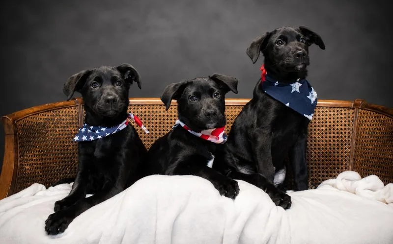 Puppies Edward  Prince thumbnail 4