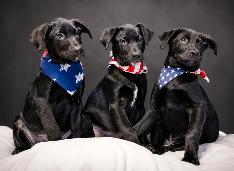 Puppies Edward  Prince thumbnail 5
