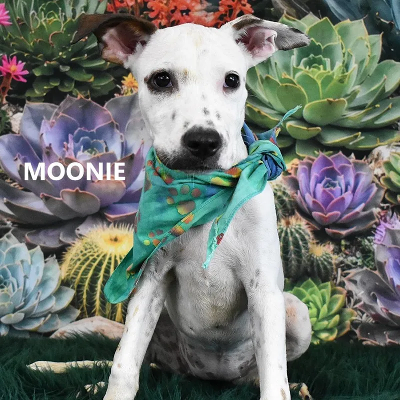 A baby small-sized female White / Cream Pit Bull Terrier dog named Moonie for adoption in Yuma, AZ