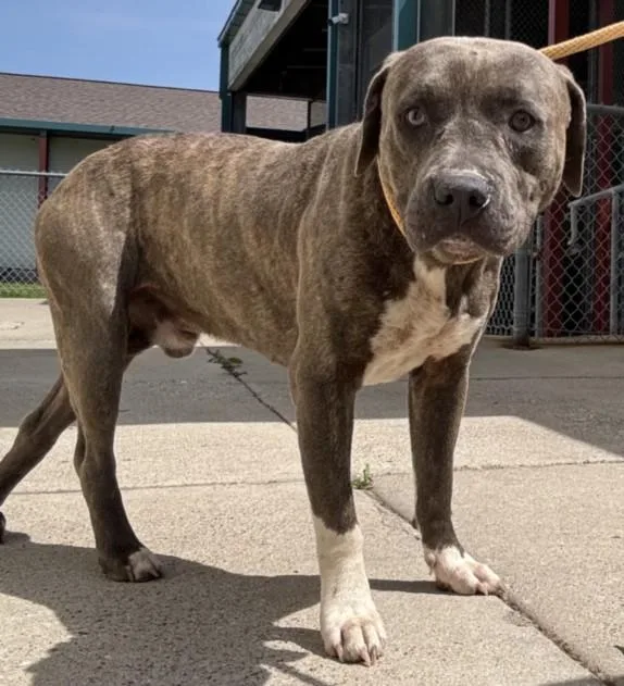 A young large-sized male Staffordshire Bull Terrier dog named Cyrus for adoption in Texas City, TX