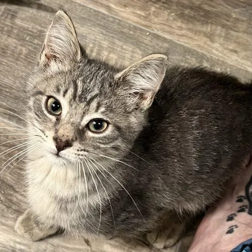 A baby small-sized male Tabby (Gray / Blue / Silver) Domestic Short Hair cat named Dexter for adoption in Seven Valleys, PA