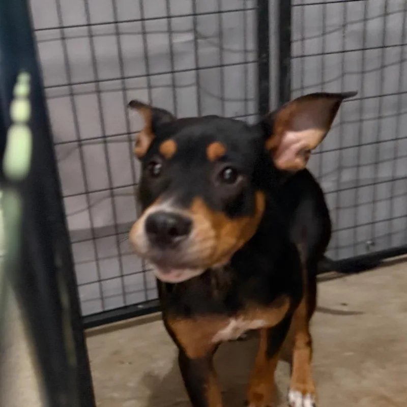A young medium-sized female Terrier dog named Dolly Parton for adoption in Birmingham, AL