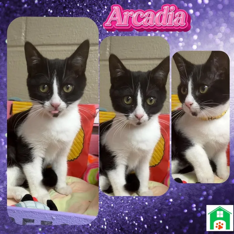 Arcadia