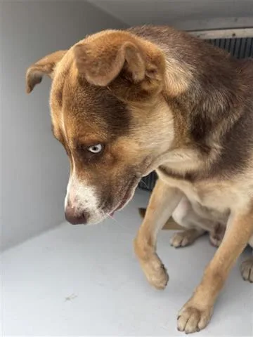 An adult large-sized male Siberian Husky dog named A for adoption in Houston, TX