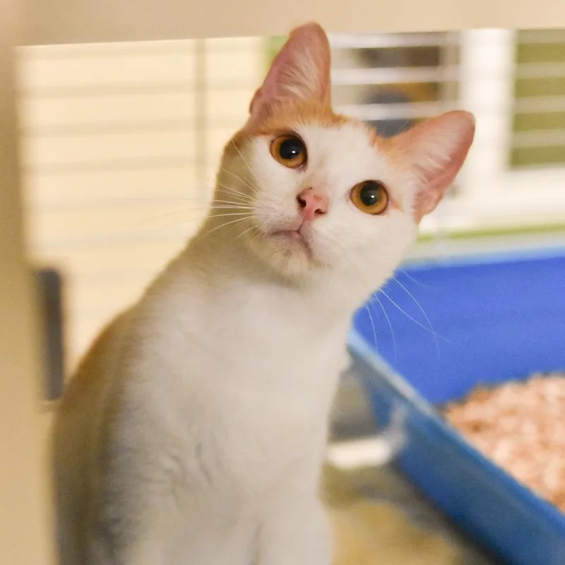 Peaches