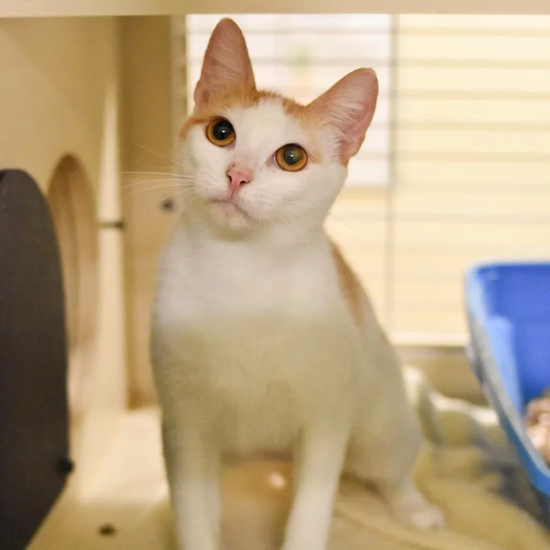 Peaches thumbnail 2
