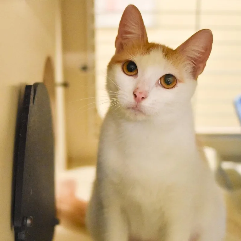 Peaches thumbnail 3
