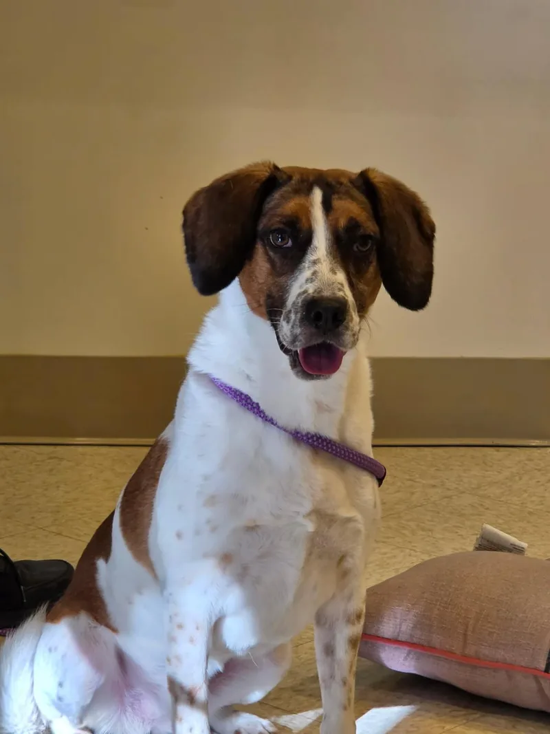 An adult medium-sized female Yellow / Tan / Blond / Fawn Beagle dog named Molly for adoption in Bluffton, IN