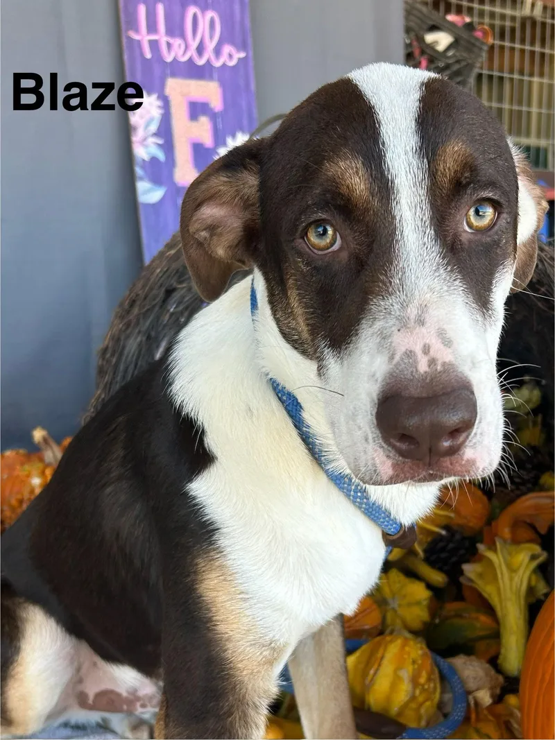 Blaze thumbnail 2