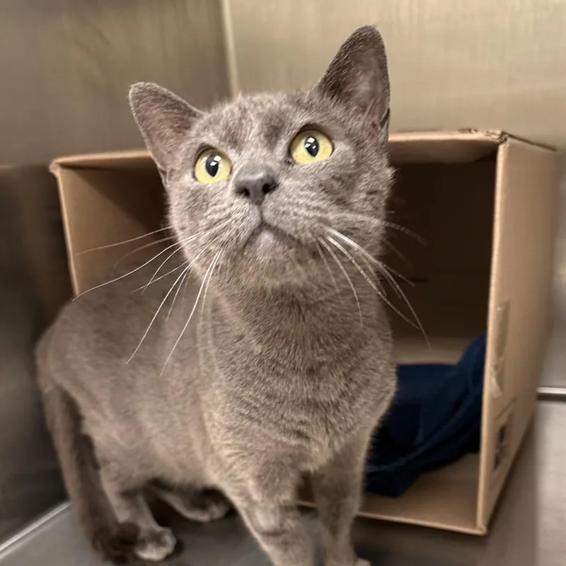 A senior medium-sized female Gray / Blue / Silver Domestic Short Hair cat named Mona Lisa for adoption in East Smithfield , PA