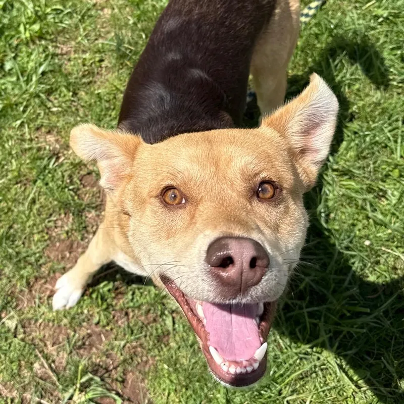 An adult large-sized male Black Mixed Breed dog named Cinnamon Swirl for adoption in York, PA