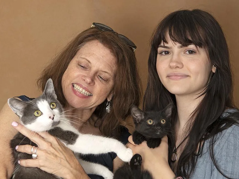 A baby medium-sized female Black & White / Tuxedo Domestic Short Hair cat named Ingrid and Rockwell for adoption in Chicago, IL