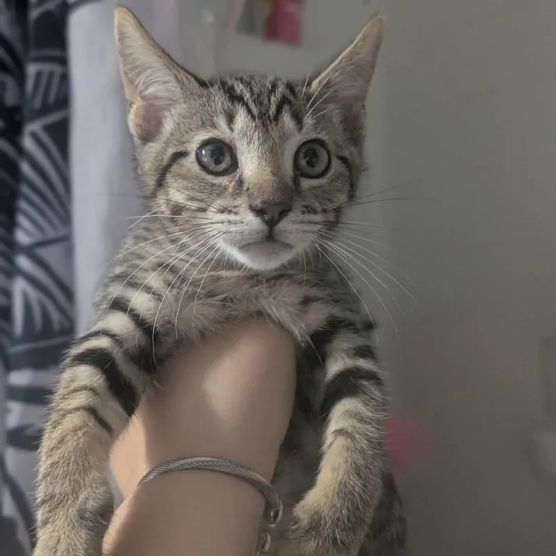 A baby small-sized male Brown / Chocolate Domestic Short Hair cat named Hodgins for adoption in Bentonville, AR