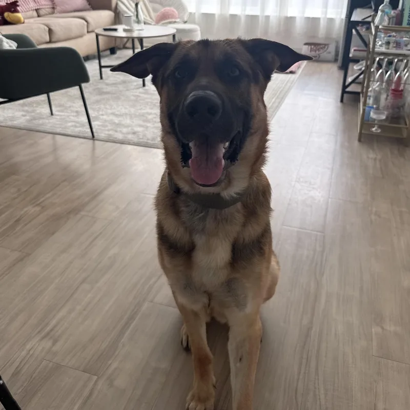 Scooby