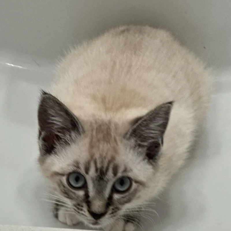 A baby small-sized female Cream / Ivory Siamese cat named Bo Peep A for adoption in SANTA ROSA BEACH, FL